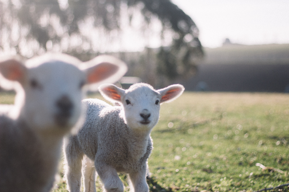 Farmyard guests